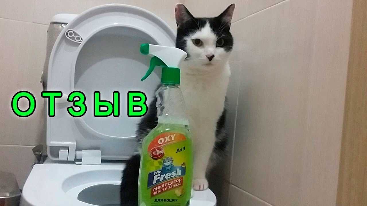 Кошка гадит на кровать, почему, что делать, как отучить
