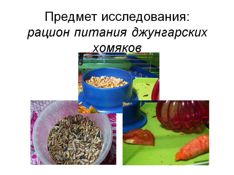 Чем можно и чем нельзя кормить джунгарского хомяка