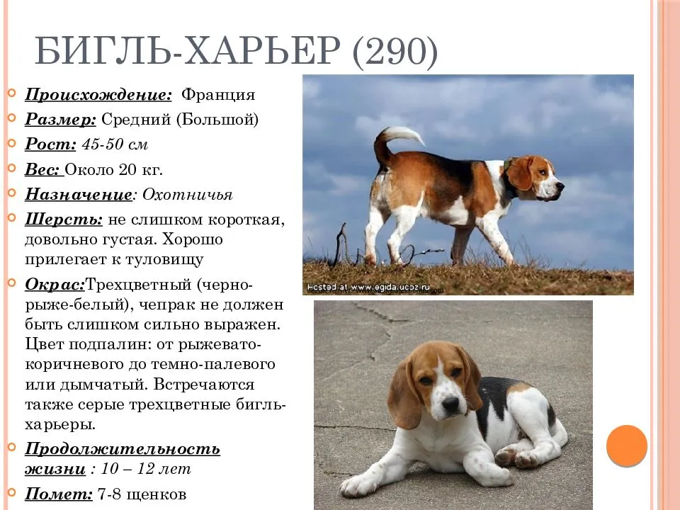 Собака породы бигль: описание, фото, характер, содержание, уход