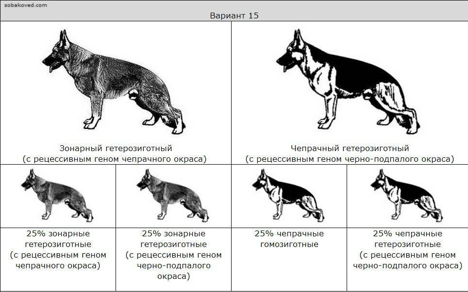 ᐉ как определить щенка немецкой овчарки от дворняги? - zoomanji.ru