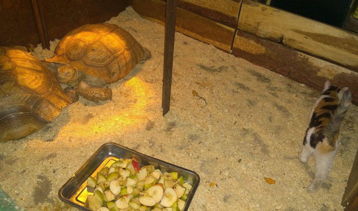 ᐉ кормушки и поилки для сухопутных и красноухих черепах, как выбрать или сделать своими руками - zoopalitra-spb.ru