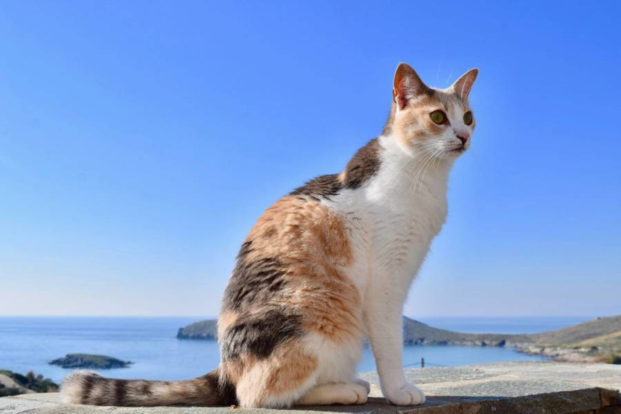 Любите солнце и кошек? для вас есть идеальная работа в греции