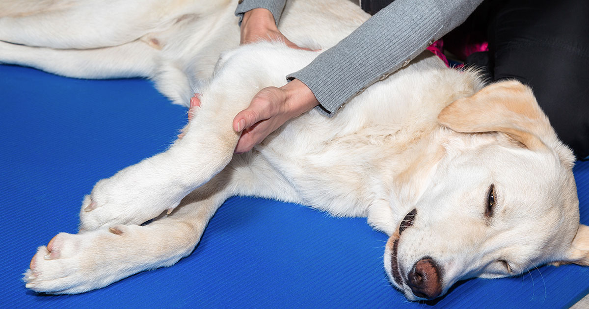 Лечение задних лап у собак. Паралич конечностей у собак.