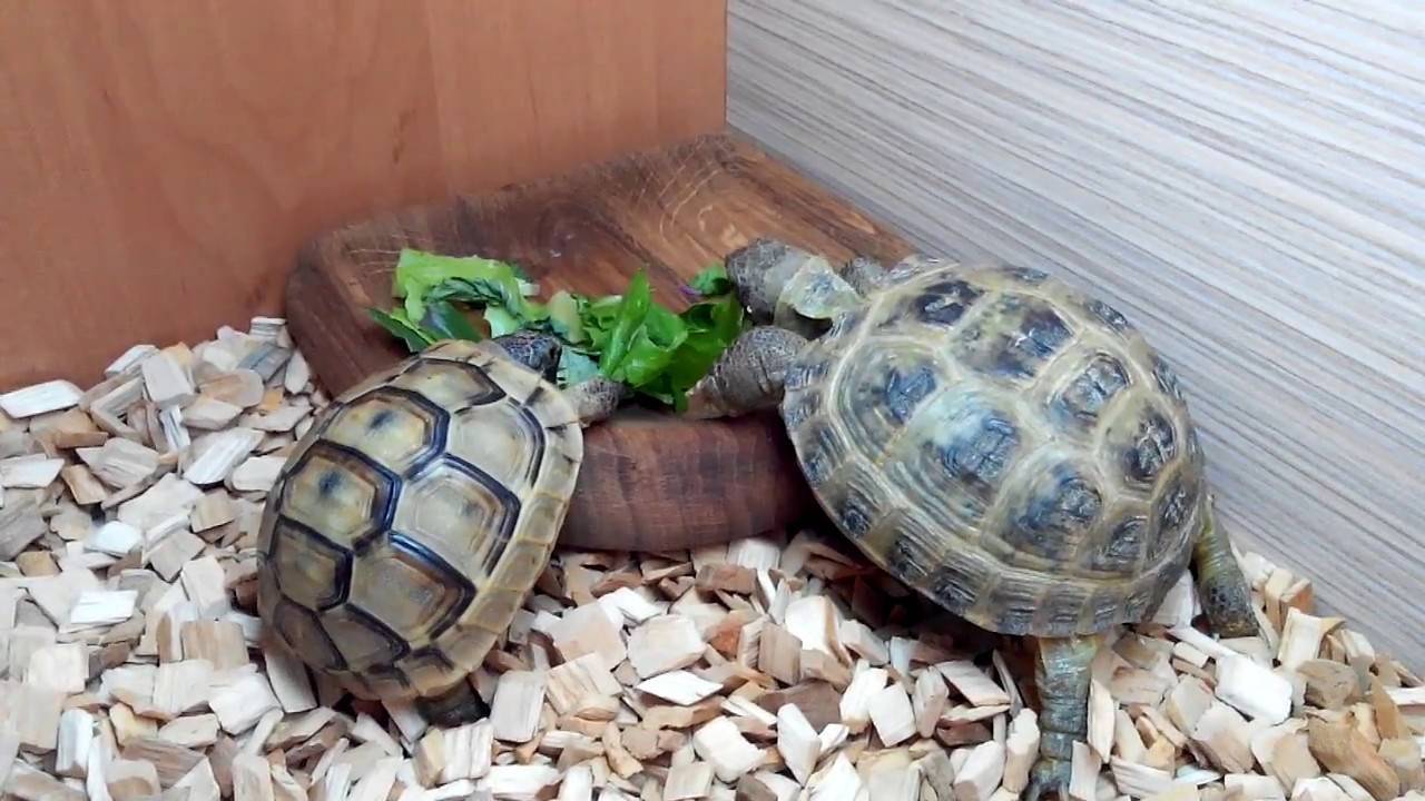 Домашние черепахи: уход и популярные виды