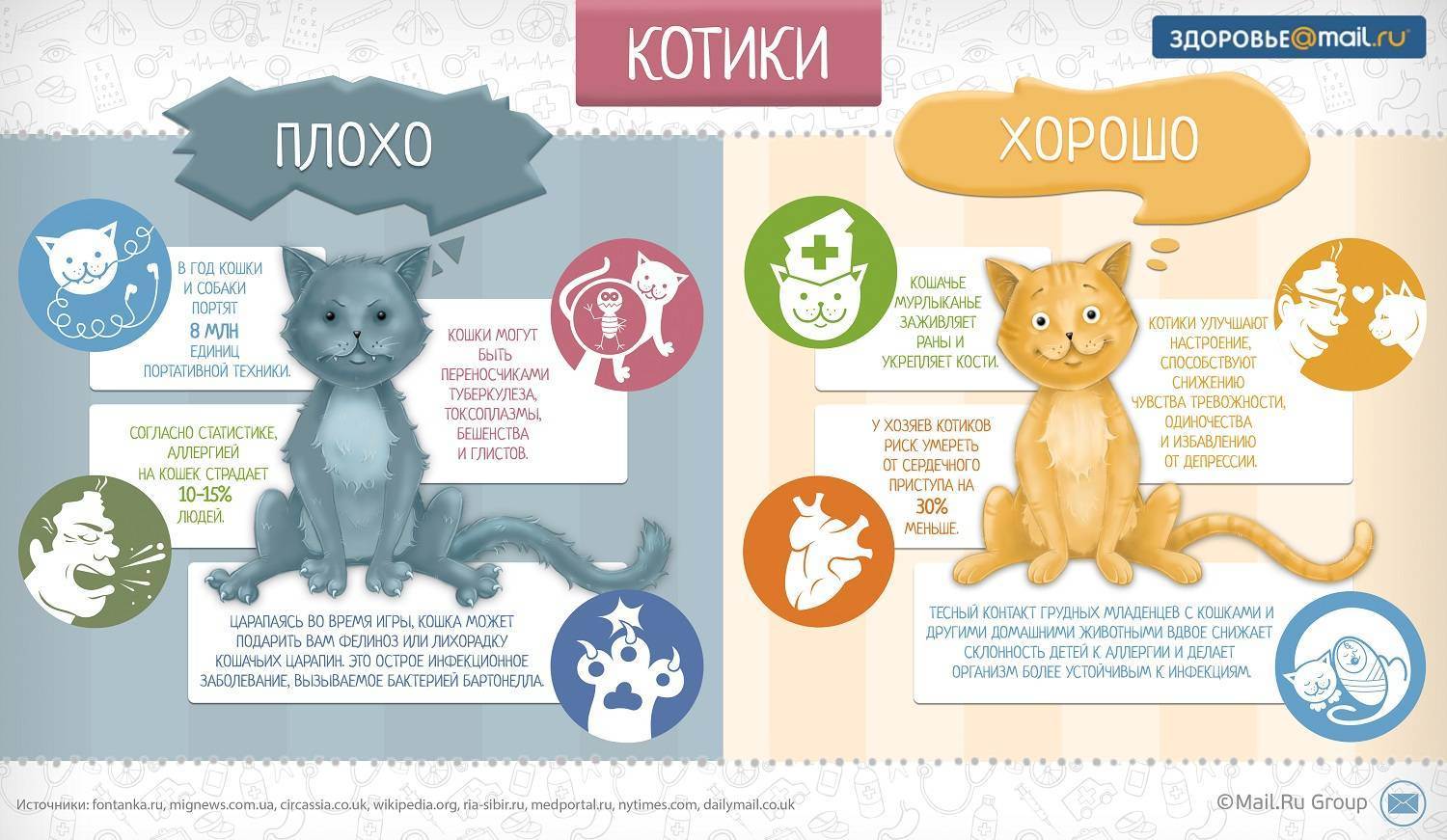 Как подготовить кошку к стерилизации: советы ветеринаров