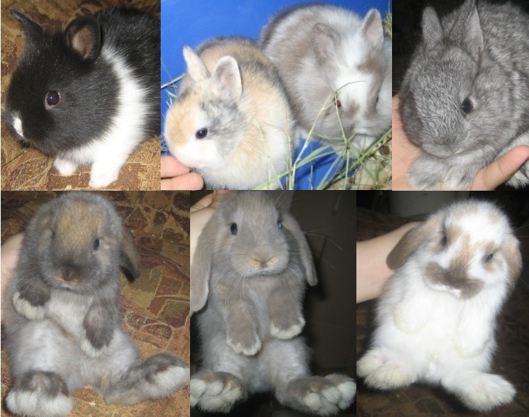 Карликовые декоративные кролики – общая характеристика вида, выбор и описание популярных пород, содержание и уход, приучение к лотку, а также вакцинация и основные болезни