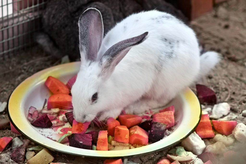 Можно ли давать кроликам ботву моркови?