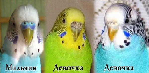 Как определить пол волнистого попугайчика | мир животных и растений