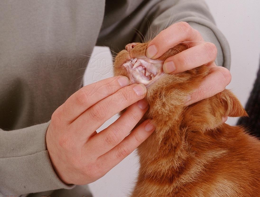 Анемия у кошек и котов