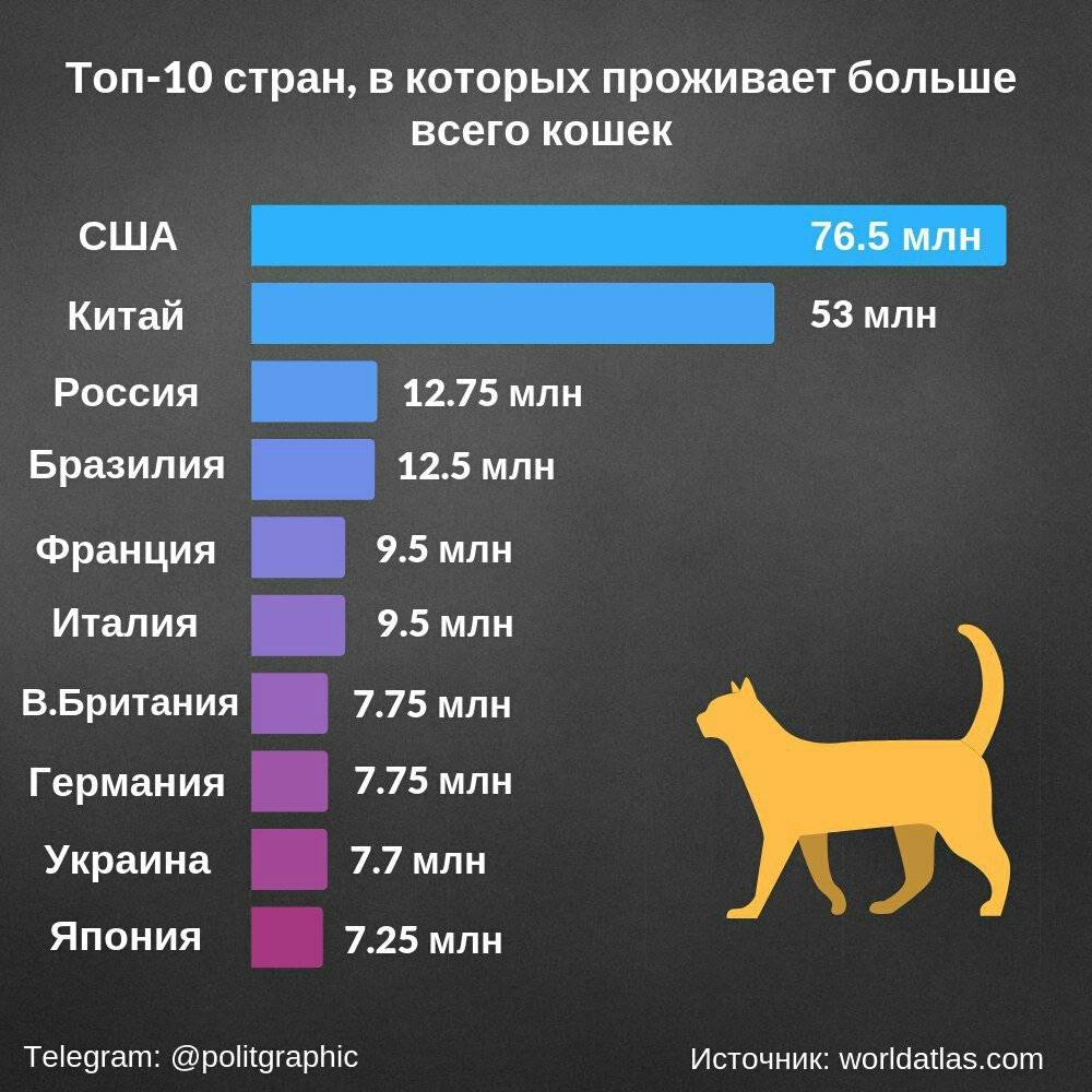 15 самых популярных в россии котиков