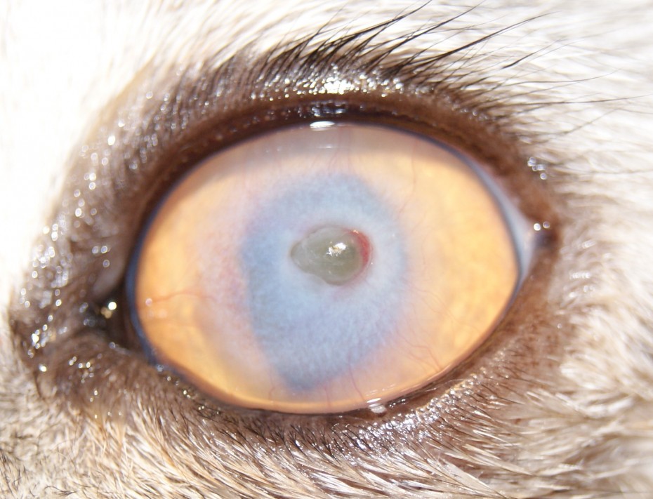 У кота на глазах белая пленка: причины заболевания и способы лечения