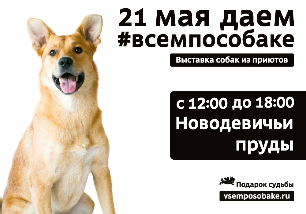 Выставка бездомных собак из московских приютов