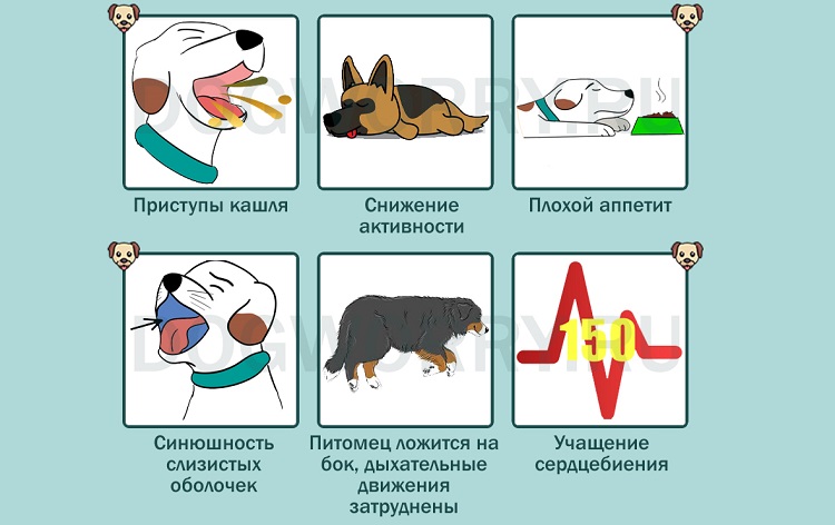 Астма у собак: симптомы и лечение