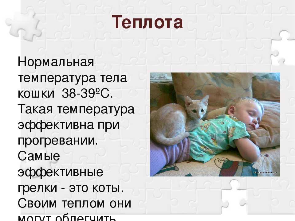 У кота температура: что делать в домашних условиях
