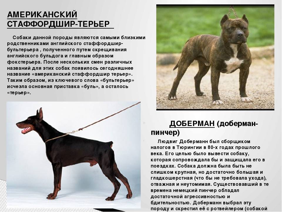 Одежда для больших собак крупных пород