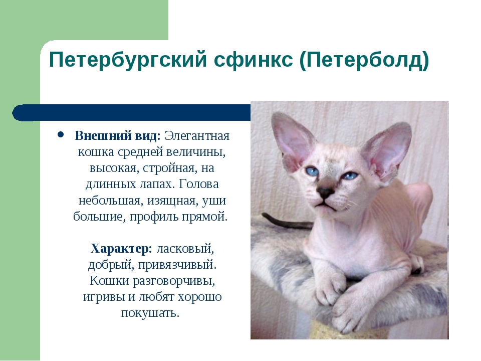 Кошка сфинкс петерболд: описание внешности и характера, уход за питомцем, выбор котёнка, отзывы владельцев, фото петербургского кота