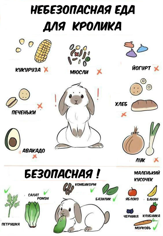 ᐉ можно ли давать кроликам рапс? - zooon.ru