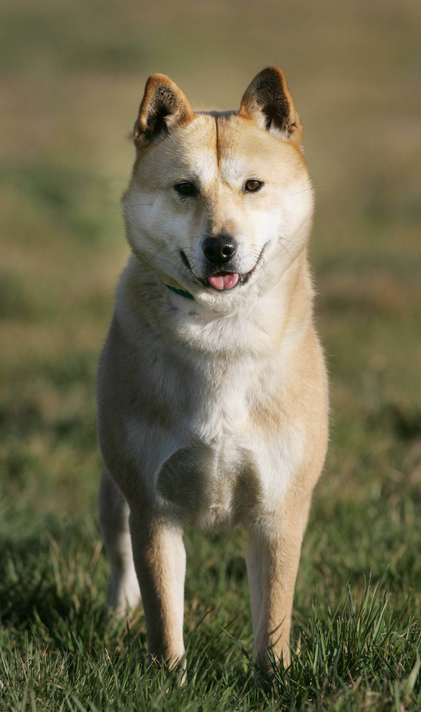 Корейский чиндо | wikisort.ru - собаководство