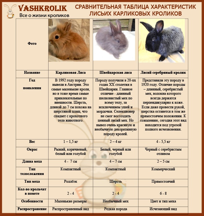Голландские кролики: появление, описание, особенности содержания породы