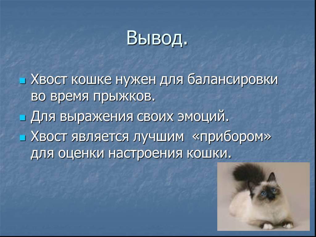 Зачем собаке нужен хвост. Зачем кошке хвост. Для чего котам нужен хвост. Для чего нужен хвост коту.