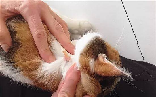 У кошки шишка на шее: причины, что делать
