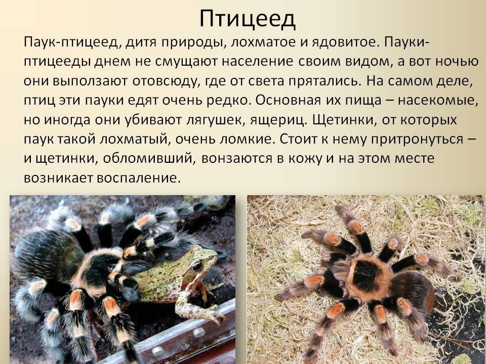 Паук птицеед. описание, особенности, виды, образ жизни и среда обитания птицееда