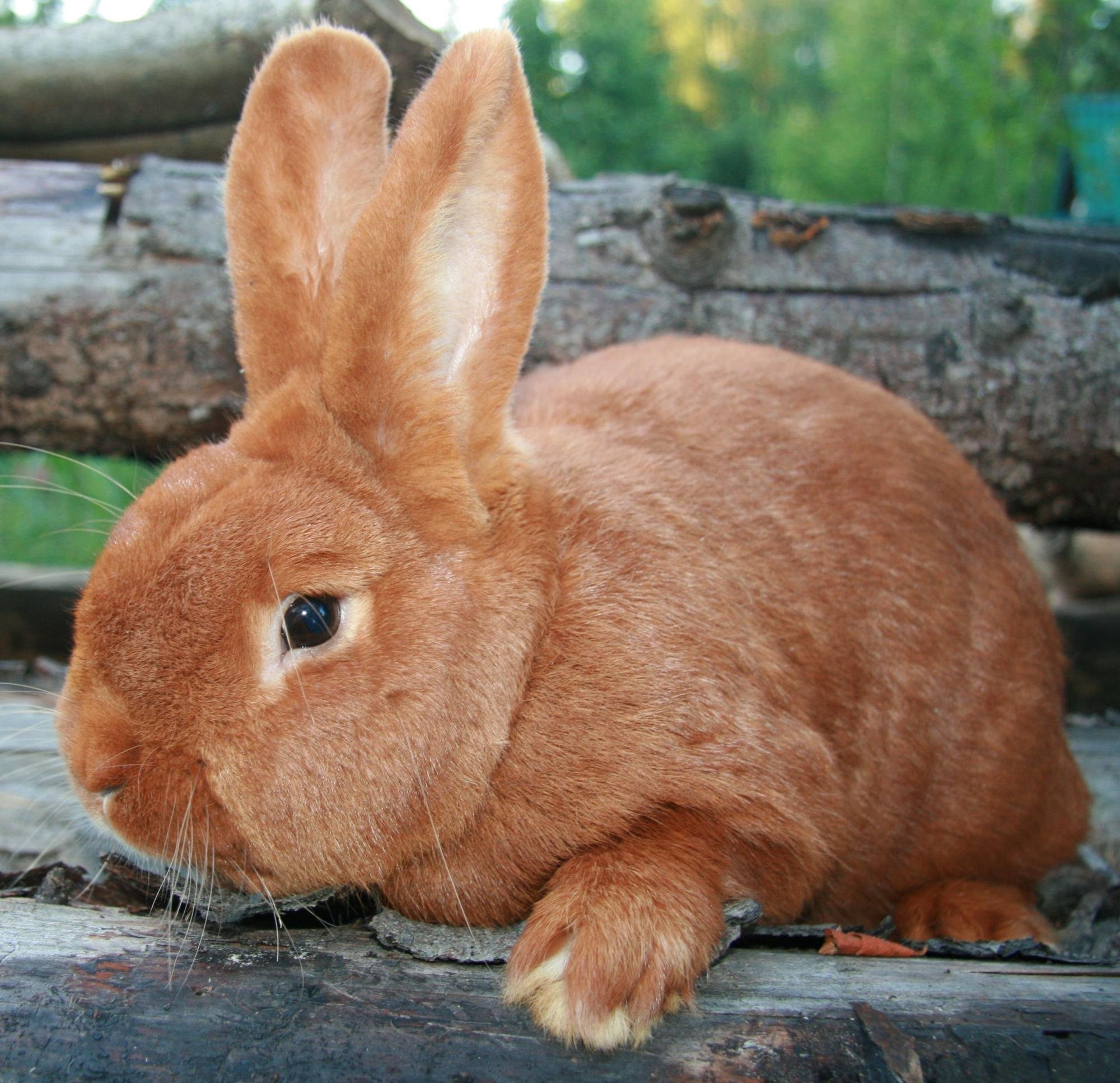 Описание породы новозеландский кролик, условия содержания и кормления