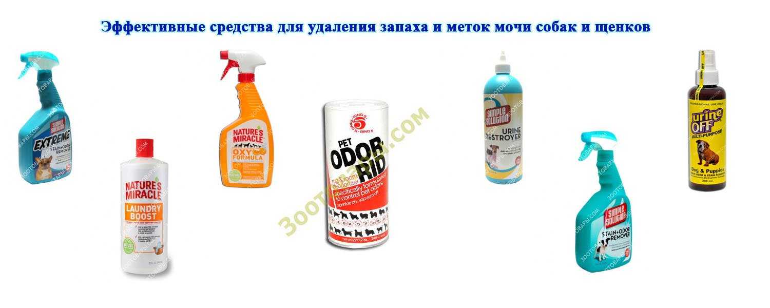 Делимся, чем эффективно вывести запах собачьей мочи с ковра | iloveremont.ru