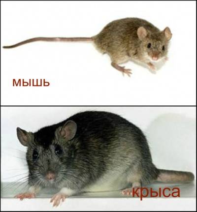 Крыса – описание, виды, что едят крысы, где обитают, фото