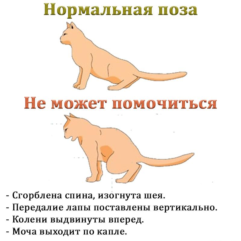 Как понять, что кошка скоро родит: признаки