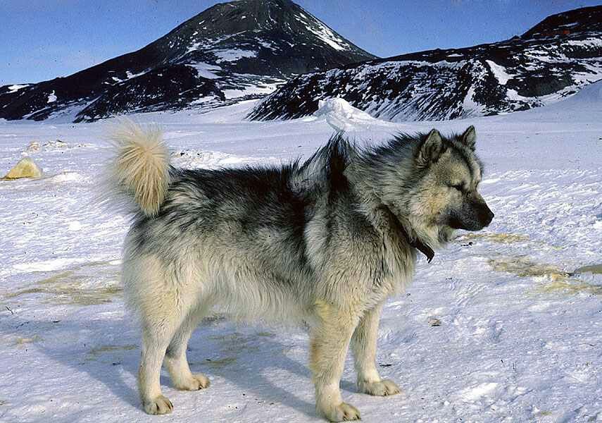 Американская эскимосская собака