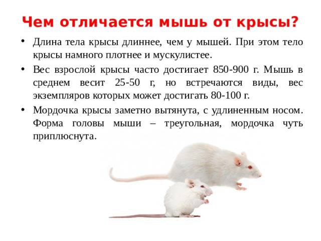 Чем отличается мышь от крысы. фотографии маленьких крысят и мышат чем отличается крыса