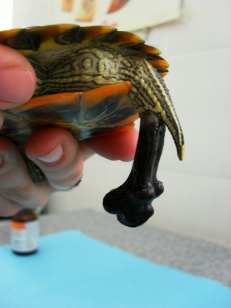 Могут ли черепахи покидать панцирь?