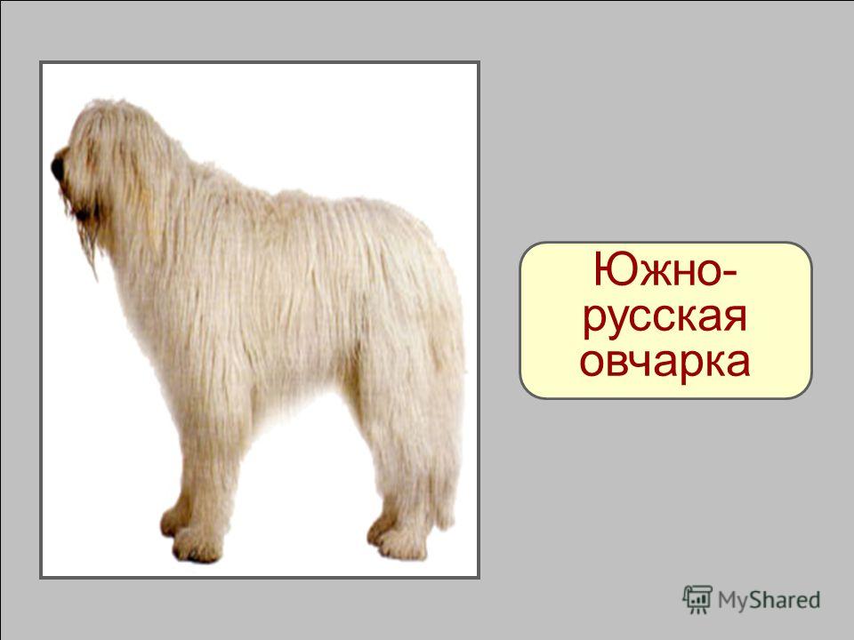 Южнорусская овчарка - фото, характеристика и описание породы