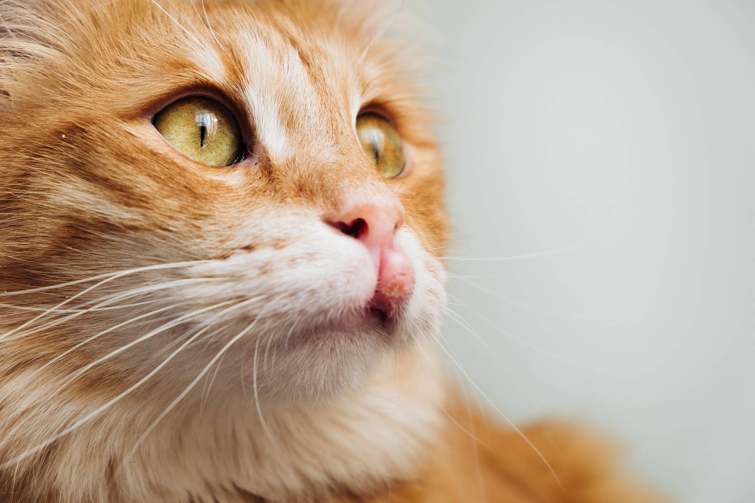 Лечение эозинофильной гранулемы у кошек в домашних условиях препаратами