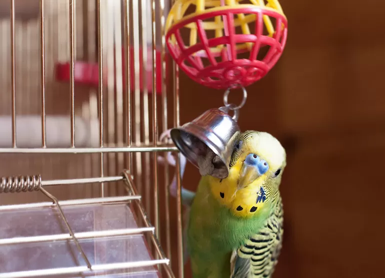 Как играть с попугаем в клетке: как развеселить волнистого или корелла