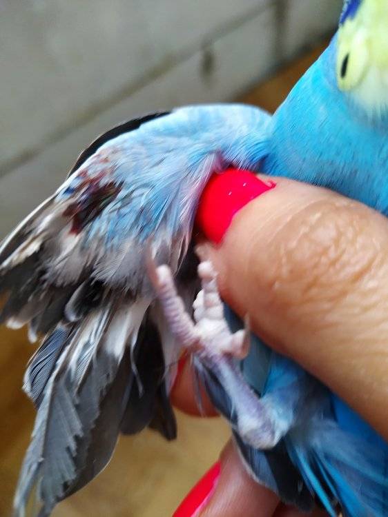 Почему попугай чешется и выщипывает перья