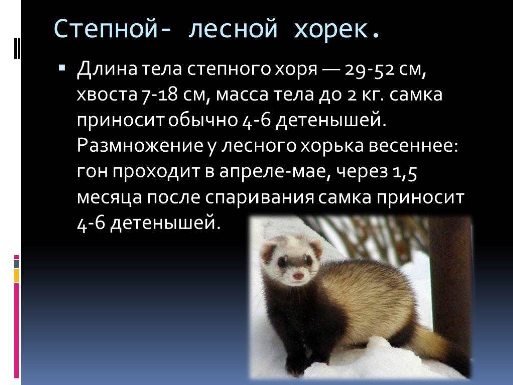Как выглядит хорь: виды, размеры, названия и описание с фото - truehunter.ru