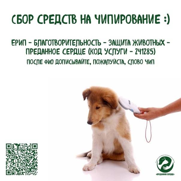 Чипирование собак: для чего необходима процедура, как она проходит
