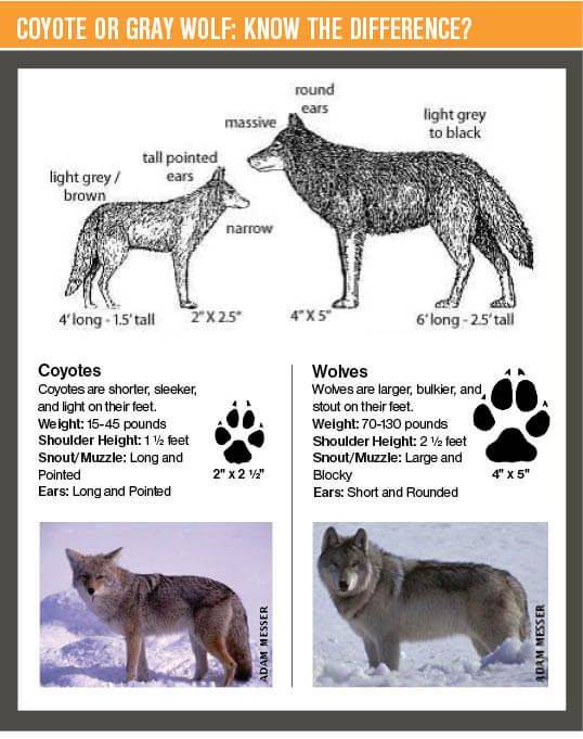 Как отличить волкособа от собаки