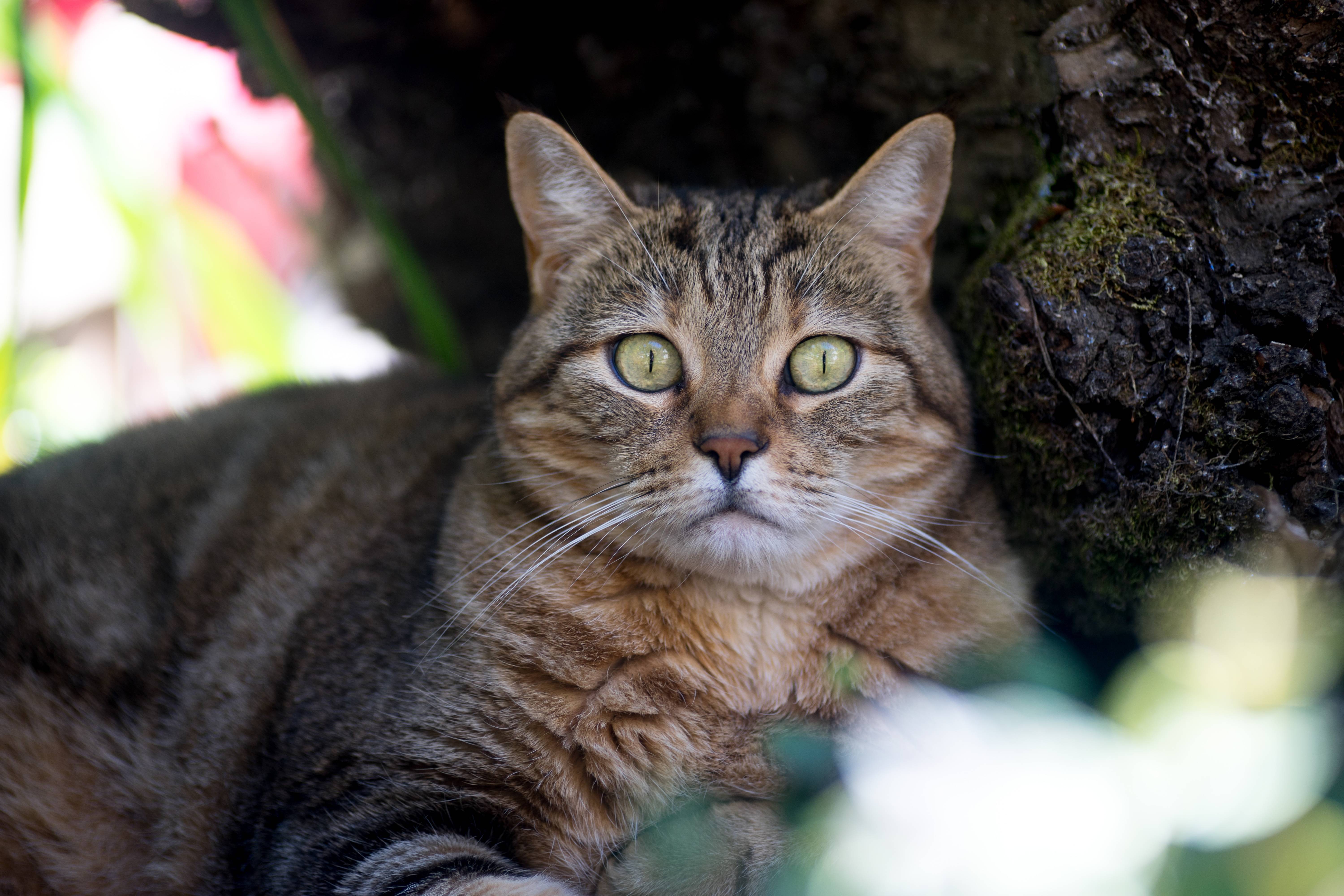 Европейский лесной кот или дикая лесная кошка из красной книги в беларуси, в россии, в америке, в зоопарке и домашних условиях