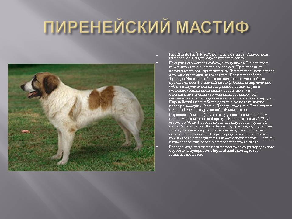 Интересное о московских овчарках: внешность и характер сторожевого пса