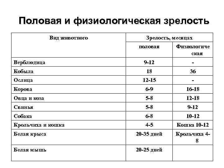 Сколько длится течка у кошек