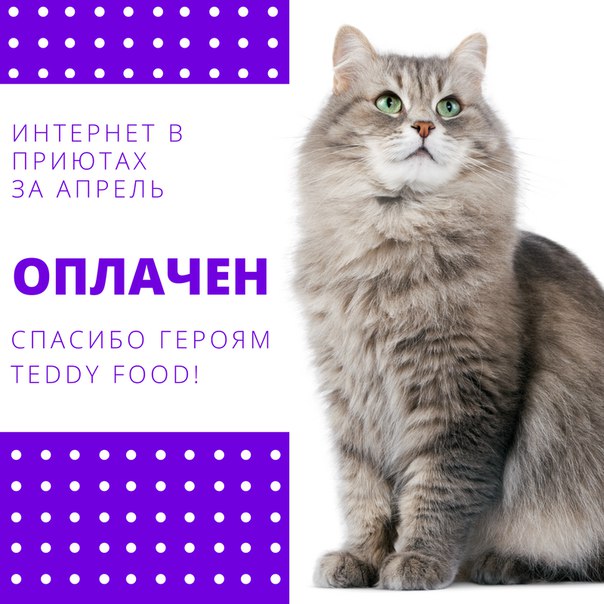 Teddy food: кормите питомца из приюта онлайн и получайте баллы