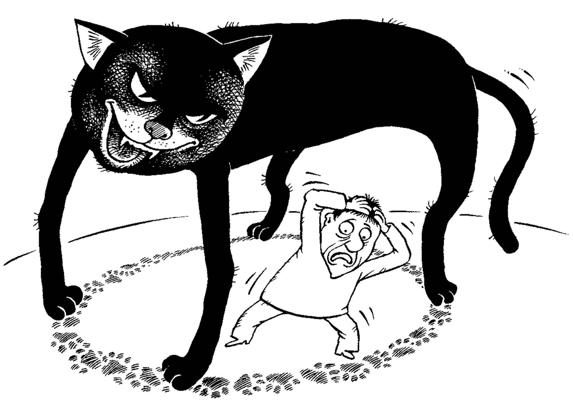 Черная кошка в доме – хорошо это или плохо, стоит ли заводить, что она приносит: приметы и суеверия