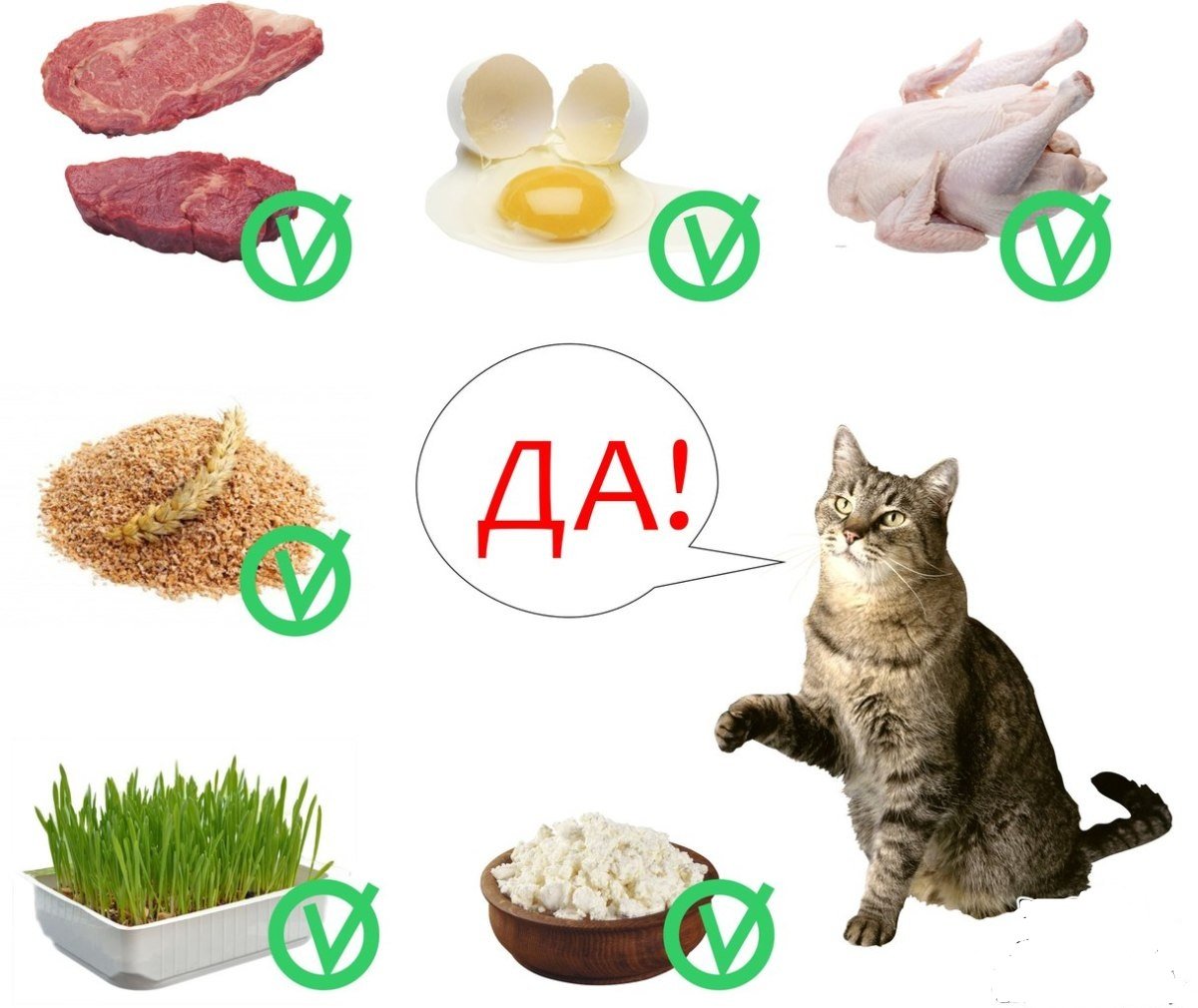 Правила прикорма котят, особенности рациона, оптимальный возраст