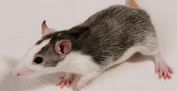 Сколько живут крысы породы хаски