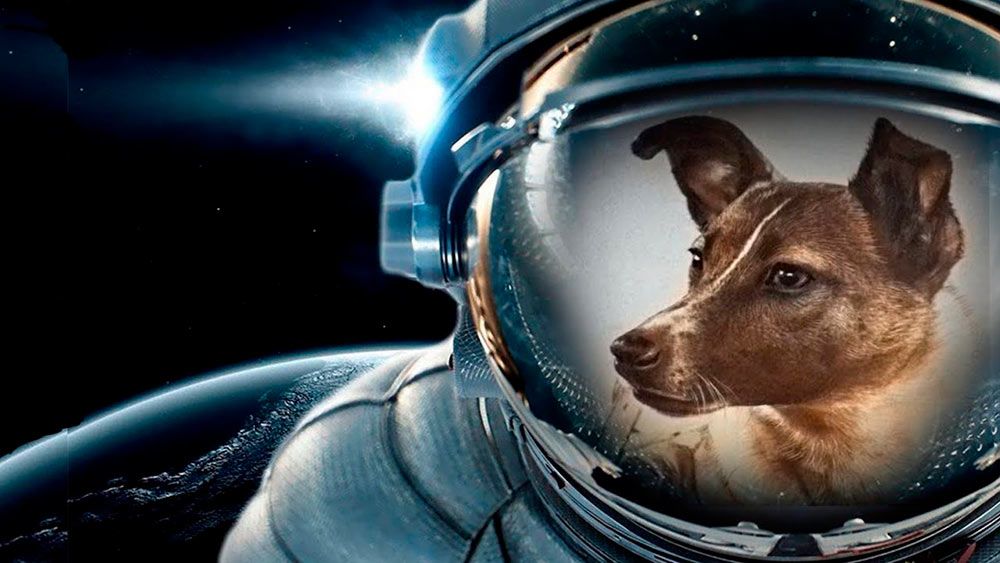 Лайка первая собака космонавт