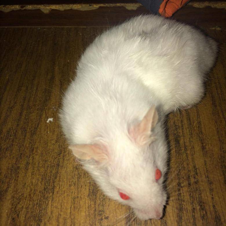Белая крыса альбинос: все об удивительном домашнем грызуне
