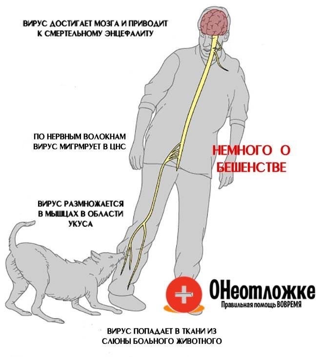 Аллергическая реакция при укусе пчел или ос: симптомы, лечение, профилактика | детская поликлиника химки